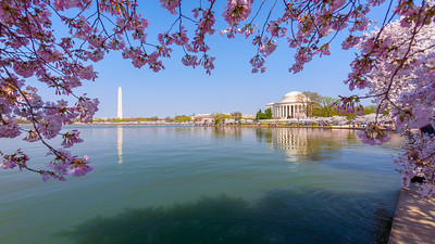 CherryBlossoms